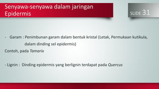 SLIDE 31
Senyawa-senyawa dalam jaringan
Epidermis
- Garam : Penimbunan garam dalam bentuk kristal (Letak, Permukaan kutikula,
dalam dinding sel epidermis)
Contoh, pada Tamarix
- Lignin : Dinding epidermis yang berlignin terdapat pada Quercus
 