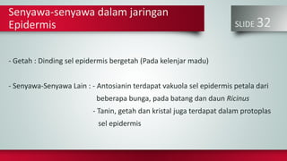 SLIDE 32
Senyawa-senyawa dalam jaringan
Epidermis
- Getah : Dinding sel epidermis bergetah (Pada kelenjar madu)
- Senyawa-Senyawa Lain : - Antosianin terdapat vakuola sel epidermis petala dari
beberapa bunga, pada batang dan daun Ricinus
- Tanin, getah dan kristal juga terdapat dalam protoplas
sel epidermis
 