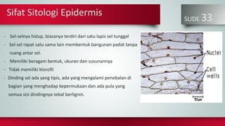SLIDE 33
- Sel-selnya hidup, biasanya terdiri dari satu lapis sel tunggal
- Sel-sel rapat satu sama lain membentuk bangunan padat tanpa
ruang antar sel.
- Memiliki beragam bentuk, ukuran dan susunannya
- Tidak memiliki klorofil
- Dinding sel ada yang tipis, ada yang mengalami penebalan di
bagian yang menghadap kepermukaan dan ada pula yang
semua sisi dindingnya tebal berlignin.
Sifat Sitologi Epidermis
 