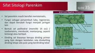 SLIDE 35
• Sel parenkim masih bersifat meristematis,
• Fungsi sebagai penyembuh luka, regenerasi,
dan dapat berubah fungsi menjadi jaringan
lain
• Bentuk sel polihedral (memiliki 14 sisi) /
isodiametris, membulat, memanjang, seperti
bintang) atau berlipat.
• Dinding sel biasanya berupa dinding primer
yang tipis dengan ketebalan rata disekeliling
dinding tetapi ada pula yang berdinding tebal
Sifat Sitologi Parenkim
 