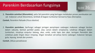 Parenkim Berdasarkan fungsinya
SLIDE 36
1. Parenkim asimilasi (Klorenkim), yaitu Sel parenkim yang bertugas melakukan proses pembuatan zat-
zat makanan untuk fotosintesis, terletak di bagian tumbuhan berwarna hijau (kloroplas).
Contoh, Perenkim Palisade (Ficus elastica)
2. Parenkim penimbun, berfungsi sebagai jaringan penyimpan cadangan makanan sebagai larutan
dalam vakuola, bentuk partikel padat, atau cairan dalam siroplasma. Letaknya dibagian dalam
tumbuhan, misalnya empulur batang, akar, umbi, umbi lapis dan akar. Jaringan Parenkim dan
Letaknya pada Organ Daun rimpang. Organ tersebut sel-selnya berisi cadangan makanan berupa:
gula, tepung, lemak dan protein.
Contoh, (Musa paradisiaca)
 