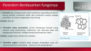 Parenkim Berdasarkan fungsinya
SLIDE 37
3. Parenkim air, terdapat pada tubuh tumbuhan yang hidup di daerah
kering (xerofit), tumbuhan epifit, dan tumbuhan sukulen sebagai
penimbun air untuk menghadapi masa kering.
Contoh, Aloe Sp
4. Parenkim udara (aerenkim), sel-sel mempunyai banyak ruang
antarsel yang berkembang maksimum, dan dijumpai pada alat
pengapung tumbuhan. Sebagai tempat penyimpanan udara.
Contoh, tangkai daun Eichhornia crassipes.
5. Parenkim angkut terdapat pada jaringan pengangkut yang sel-
selnya berbentuk memanjang menurut arah pengangkutan
 