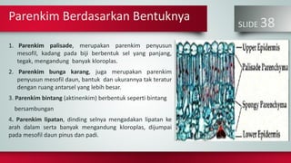 Parenkim Berdasarkan Bentuknya
SLIDE 38
1. Parenkim palisade, merupakan parenkim penyusun
mesofil, kadang pada biji berbentuk sel yang panjang,
tegak, mengandung banyak kloroplas.
2. Parenkim bunga karang, juga merupakan parenkim
penyusun mesofil daun, bantuk dan ukurannya tak teratur
dengan ruang antarsel yang lebih besar.
3. Parenkim bintang (aktinenkim) berbentuk seperti bintang
bersambungan
4. Parenkim lipatan, dinding selnya mengadakan lipatan ke
arah dalam serta banyak mengandung kloroplas, dijumpai
pada mesofil daun pinus dan padi.
 