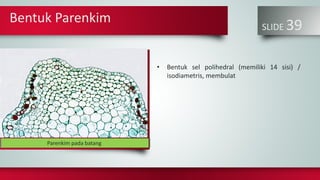 Bentuk Parenkim
SLIDE 39
• Bentuk sel polihedral (memiliki 14 sisi) /
isodiametris, membulat
John BadhamParenkim pada batang
 