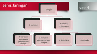 Jenis Jaringan
SLIDE 4Jaringan
J. Meristem
J. Meristem
Berdasarkan
pembentukan
Jaringan
J. Meristem
Berdasarkan Letak
Jaringan
J. Dewasa/
J. Permanen
J. Sederhana J. Kompleks
 