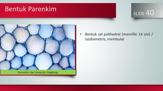 Bentuk Parenkim
SLIDE 40
• Bentuk sel polihedral (memiliki 14 sisi) /
isodiametris, membulat
John BadhamParenkim dari empulur Singkong
 
