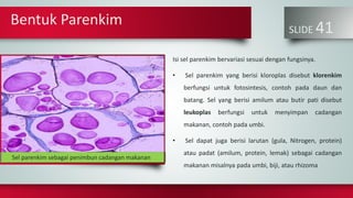 Bentuk Parenkim
SLIDE 41
Isi sel parenkim bervariasi sesuai dengan fungsinya.
• Sel parenkim yang berisi kloroplas disebut klorenkim
berfungsi untuk fotosintesis, contoh pada daun dan
batang. Sel yang berisi amilum atau butir pati disebut
leukoplas berfungsi untuk menyimpan cadangan
makanan, contoh pada umbi.
• Sel dapat juga berisi larutan (gula, Nitrogen, protein)
atau padat (amilum, protein, lemak) sebagai cadangan
makanan misalnya pada umbi, biji, atau rhizoma
John BadhamSel parenkim sebagai penimbun cadangan makanan
 