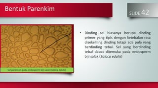 Bentuk Parenkim
SLIDE 42
• Dinding sel biasanya berupa dinding
primer yang tipis dengan ketebalan rata
disekeliling dinding tetapi ada pula yang
berdinding tebal. Sel yang berdinding
tebal dapat ditemuka pada endosperm
biji salak (Salaca edulis)
John BadhamSel parenkim pada endosperm biji salak (Salaca edulis)
 