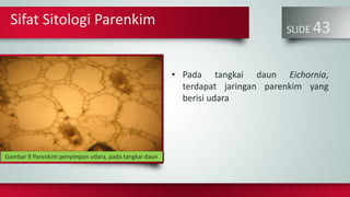 Sifat Sitologi Parenkim
SLIDE 43
• Pada tangkai daun Eichornia,
terdapat jaringan parenkim yang
berisi udara
John BadhamGambar 9 Parenkim penyimpan udara, pada tangkai daun
 