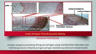 JARINGAN PENYOKONG
Jaringan penguat penyokong (Penguat) jaringan yang memberikan kekuatan dan
melindungi secara mekanik jaringan-jaringan disekitarnya (Stereom (Haberlandt))
Letak Jaringan Penyokong pada Batang
 