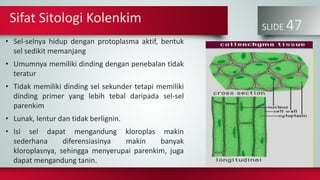 SLIDE 47
• Sel-selnya hidup dengan protoplasma aktif, bentuk
sel sedikit memanjang
• Umumnya memiliki dinding dengan penebalan tidak
teratur
• Tidak memiliki dinding sel sekunder tetapi memiliki
dinding primer yang lebih tebal daripada sel-sel
parenkim
• Lunak, lentur dan tidak berlignin.
• Isi sel dapat mengandung kloroplas makin
sederhana diferensiasinya makin banyak
kloroplasnya, sehingga menyerupai parenkim, juga
dapat mengandung tanin.
Sifat Sitologi Kolenkim
 