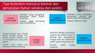 SLIDE 48
Tipe Kolenkim menurut bentuk dan
penyisipan bahan selulosa dan pektin
jaringan kolenkim yang dinding
selnya menebal dengan rata.
Macam jaringan kolenkim satu
ini merupakan jenis yang paling
langka.
Contoh, Daun wortel dan
beberapa tanaman merambat
Kolenkim yang mengalami
penebalan pada sudut-
sudutnya,
Contoh, pada kecubung
suku Umbelliferae
Kolenkim dengan penyisipan
selulosa dan pektin hanya di
dinding dan mengandung
rongga antar sel (penebalan
pada ruang-ruang antar sel)
Contoh, pada bunga
matahari
Kolenkim yang mengalami
penyisipan selulosa dan
pektin pada sisi tangensial,
Contoh, Quercus suber
Kolenkim
angular (sudut)
Kolenkim
annular
Kolenkim
lamellar (tangensial)
Kolenkim
lakunar (lacunate)
 
