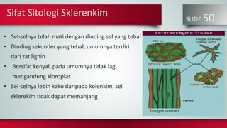 SLIDE 50
• Sel-selnya telah mati dengan dinding sel yang tebal
• Dinding sekunder yang tebal, umumnya terdiri
dari zat lignin
• Bersifat kenyal, pada umumnya tidak lagi
mengandung kloroplas
• Sel-selnya lebih kaku daripada kolenkim, sel
sklerekim tidak dapat memanjang
Sifat Sitologi Sklerenkim
 
