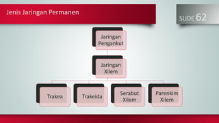 Jenis Jaringan Permanen
SLIDE 62
Jaringan
Pengankut
Jaringan
Xilem
Trakea Trakeida
Serabut
Xilem
Parenkim
Xilem
 