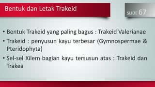 SLIDE 67
• Bentuk Trakeid yang paling bagus : Trakeid Valerianae
• Trakeid : penyusun kayu terbesar (Gymnospermae &
Pteridophyta)
• Sel-sel Xilem bagian kayu tersusun atas : Trakeid dan
Trakea
Bentuk dan Letak Trakeid
 