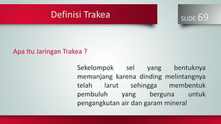 SLIDE 69
Sekelompok sel yang bentuknya
memanjang karena dinding melintangnya
telah larut sehingga membentuk
pembuluh yang berguna untuk
pengangkutan air dan garam mineral
Definisi Trakea
Apa Itu Jaringan Trakea ?
 