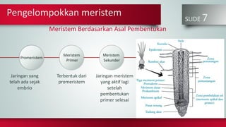 Pengelompokkan meristem
SLIDE 7
Jaringan yang
telah ada sejak
embrio
Terbentuk dari
promeristem
Jaringan meristem
yang aktif lagi
setelah
pembentukan
primer selesai
Promeristem
Meristem
Primer
Meristem
Sekunder
Meristem Berdasarkan Asal Pembentukan
 