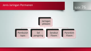 Jenis Jaringan Permanen
SLIDE 76
Jaringan
phloem
Pembuluh
tapis
Sel
pengiring
Serabut
Floem
Parenkim
Floem
 