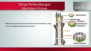 Tahap Perkembangan
Meristem Primer SLIDE 8
• Meristem pucuk dan daerah meristematis di bawahnya, yang
sel nya mengalami diferensiasi tertentu.
 