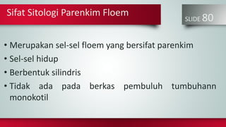 SLIDE 80
• Merupakan sel-sel floem yang bersifat parenkim
• Sel-sel hidup
• Berbentuk silindris
• Tidak ada pada berkas pembuluh tumbuhann
monokotil
Sifat Sitologi Parenkim Floem
 