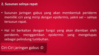 Ciri-Ciri jaringan gabus :D
2. Susunan selnya rapat
• Susunan jaringan gabus yang akan membentuk periderm
memiliki ciri yang mirip dengan epidermis, yakni sel – selnya
tersusun rapat.
• Hal ini berkaitan dengan fungsi yang akan diemban oleh
periderm, menggantikan epidermis yang mengelupas
sebagai pelindung tumbuhan.
 