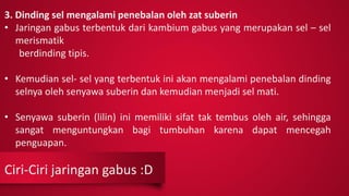 Ciri-Ciri jaringan gabus :D
3. Dinding sel mengalami penebalan oleh zat suberin
• Jaringan gabus terbentuk dari kambium gabus yang merupakan sel – sel
merismatik
berdinding tipis.
• Kemudian sel- sel yang terbentuk ini akan mengalami penebalan dinding
selnya oleh senyawa suberin dan kemudian menjadi sel mati.
• Senyawa suberin (lilin) ini memiliki sifat tak tembus oleh air, sehingga
sangat menguntungkan bagi tumbuhan karena dapat mencegah
penguapan.
 
