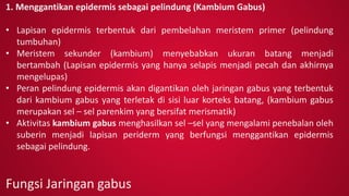 Fungsi Jaringan gabus
1. Menggantikan epidermis sebagai pelindung (Kambium Gabus)
• Lapisan epidermis terbentuk dari pembelahan meristem primer (pelindung
tumbuhan)
• Meristem sekunder (kambium) menyebabkan ukuran batang menjadi
bertambah (Lapisan epidermis yang hanya selapis menjadi pecah dan akhirnya
mengelupas)
• Peran pelindung epidermis akan digantikan oleh jaringan gabus yang terbentuk
dari kambium gabus yang terletak di sisi luar korteks batang, (kambium gabus
merupakan sel – sel parenkim yang bersifat merismatik)
• Aktivitas kambium gabus menghasilkan sel –sel yang mengalami penebalan oleh
suberin menjadi lapisan periderm yang berfungsi menggantikan epidermis
sebagai pelindung.
 