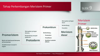 Tahap Perkembangan Meristem Primer
The Power of PowerPoint | http://thepopp.com
SLIDE 9
Promeristem
Berisi sel inisial pucuk bersama
sel turunannya
Terdeferensiasi menjadi 3
bagian
Protoderm
Prokambium
Meristem
dasar
Meristem
Primer
Merupakan jaringan
dewasa,
Berkembang menjadi
epidermis
Berkembang :
- Protosilem
- Protofloem
- Kambium vaskuler
(Xilem)
Merupakan jaringan
dasar
Berkembang :
Parenkim
 