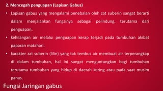 2. Mencegah penguapan (Lapisan Gabus)
• Lapisan gabus yang mengalami penebalan oleh zat suberin sangat berarti
dalam menjalankan fungsinya sebagai pelindung, terutama dari
penguapan.
• kehilangan air melalui penguapan kerap terjadi pada tumbuhan akibat
paparan matahari.
• karakter zat suberin (lilin) yang tak tembus air membuat air terperangkap
di dalam tumbuhan, hal ini sangat menguntungkan bagi tumbuhan
terutama tumbuhan yang hidup di daerah kering atau pada saat musim
panas.
Fungsi Jaringan gabus
 