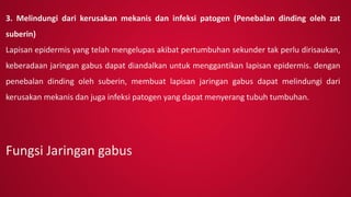 3. Melindungi dari kerusakan mekanis dan infeksi patogen (Penebalan dinding oleh zat
suberin)
Lapisan epidermis yang telah mengelupas akibat pertumbuhan sekunder tak perlu dirisaukan,
keberadaan jaringan gabus dapat diandalkan untuk menggantikan lapisan epidermis. dengan
penebalan dinding oleh suberin, membuat lapisan jaringan gabus dapat melindungi dari
kerusakan mekanis dan juga infeksi patogen yang dapat menyerang tubuh tumbuhan.
Fungsi Jaringan gabus
 