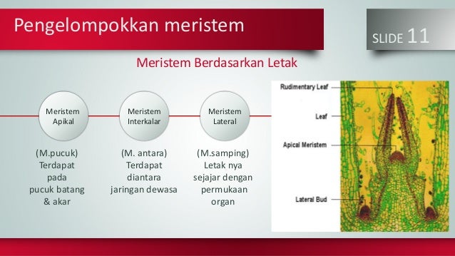 Jaringan Meristem