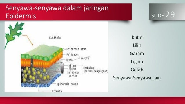 Jaringan Meristem