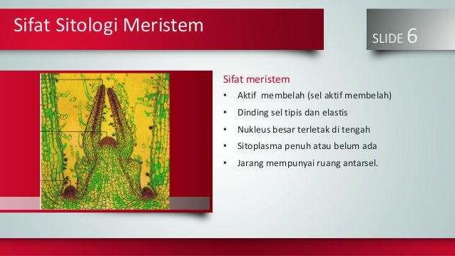 Jaringan Meristem