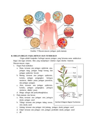 Gambar 5 Macam-macam jaringan pada manusia
B. ORGAN-ORGAN PADA HEWAN DAN TUMBUHAN
Organ adalah kumpulan berbagai macam jaringan yang bersama-sama melakukan
fungsi dan tugas tertentu. Ilmu yang mempelajari struktur organ disebut Anatomi.
Macam-macam organ.
1. Organ Pada tumbuhan
a. Daun, tersusun atas jaringan epidermis atas,
jaringan tiang, jaringan bunga karang, dan
jaringan epidermis bawah.
b. Batang, tersusun atas jaringan epidermis,
korteks, jaringan pengangkut. Jaringan
meristem, silinder pusat, jaringan parenkim,
dan jaringan penguat.
c. Akar, tersusun atas jaringan epidermis,
korteks, jaringan pengangkut, jaringan
meristem, silinder pusat.
d. Bunga sebagai alat perkembangbiakan.
2. Pada manusia dan hewan
a. Mata, tersusun atas jaringan otot, jaringan
darah, jaringan saraf.
b. Telinga tersusun atas jaringan tulang rawan,
otot, darah, saraf.
c. Jantung tersusun atas jaringan otot jantung, jaringan darah, jaringan saraf.
d. Ginjal tersusun atas jaringan otot, jaringan pembuluh darah, jaringan saraf.
e. dll.
Gambar 6 Bagian-BagianTumbuhan
 