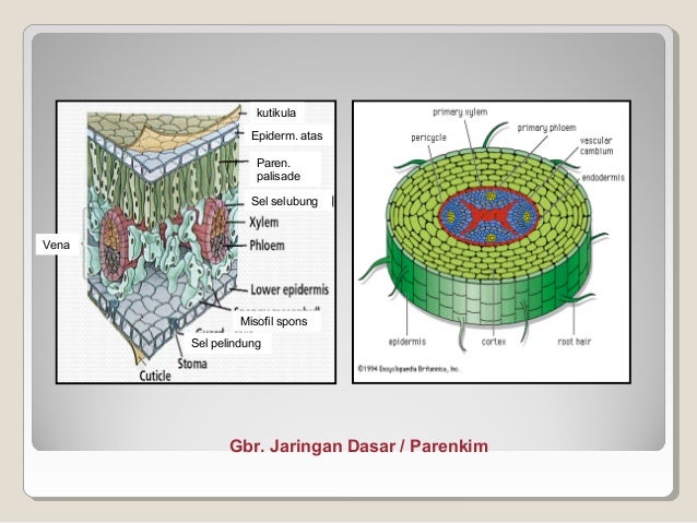  Jaringan  Dan Organ Tumbuhan