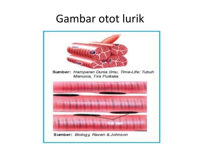 Jaringan otot | PPTX