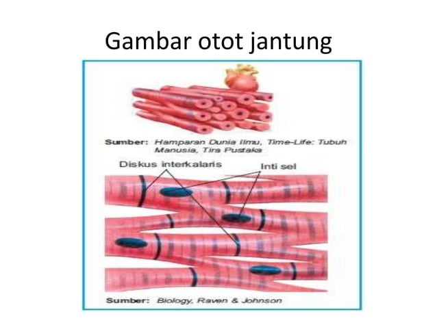 Jaringan otot | PPTX