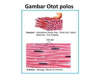 Jaringan otot | PPTX