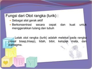 Fungsi dari Otot rangka (lurik) :
 Sebagai alat gerak aktif
 Berkonsentrasi secara cepat dan kuat untuk
menggerakkan tulang dan tubuh
Letak otot rangka (lurik) adalah melekat pada rangka
(misal bisep,trisep), lidah, bibir, kelopak mata, dan
diafragma.
 