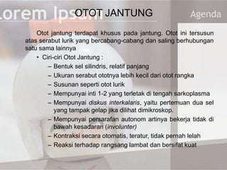 OTOT JANTUNG
Otot jantung terdapat khusus pada jantung. Otot ini tersusun
atas serabut lurik yang bercabang-cabang dan saling berhubungan
satu sama lainnya
• Ciri-ciri Otot Jantung :
– Bentuk sel silindris, relatif panjang
– Ukuran serabut ototnya lebih kecil dari otot rangka
– Susunan seperti otot lurik
– Mempunyai inti 1-2 yang terletak di tengah sarkoplasma
– Mempunyai diskus interkalaris, yaitu pertemuan dua sel
yang tampak gelap jika dilihat dimikroskop.
– Mempunyai persarafan autonom artinya bekerja tidak di
bawah kesadaran (involunter)
– Kontraksi secara otomatis, teratur, tidak pernah lelah
– Reaksi terhadap rangsang lambat dan bersifat kuat
 