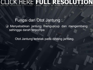 Fungsi dari Otot Jantung :
 Menyebabkan jantung menguncup dan mengembang
sehingga darah terpompa
Otot Jantung terletak pada dinding jantung.
 