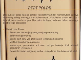 OTOT POLOS
Disebut otot polos karena serabut kontraktilnya tidak memantulkan cahaya
berselang seling, sehingga sarkoplasmanya ( sitoplasma dalam sel otot )
tampak polos dan homogen. Otot polos terdapat pada alat dalam, sehingga
disebut juga otot visera
 Ciri-ciri otot Polos :
 Bentuk sel memanjang dengan ujung meruncing
 Berbentuk gelondong
 Berinti pipih satu yang terletak di tengah sarkoplasma
 Miofibril tidak berwarna (polos)
 Mempunyai persarafan autonom, artinya bekerja tidak diawah
kesadaran (involunter)
 Reaksi terhadap rangsang lambat, cukup lama dan tidak cepat lelah
 