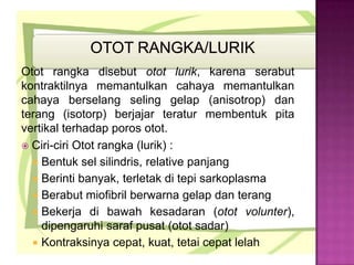 Otot rangka disebut otot lurik, karena serabut
kontraktilnya memantulkan cahaya memantulkan
cahaya berselang seling gelap (anisotrop) dan
terang (isotorp) berjajar teratur membentuk pita
vertikal terhadap poros otot.
 Ciri-ciri Otot rangka (lurik) :
 Bentuk sel silindris, relative panjang
 Berinti banyak, terletak di tepi sarkoplasma
 Berabut miofibril berwarna gelap dan terang
 Bekerja di bawah kesadaran (otot volunter),
dipengaruhi saraf pusat (otot sadar)
 Kontraksinya cepat, kuat, tetai cepat lelah
 