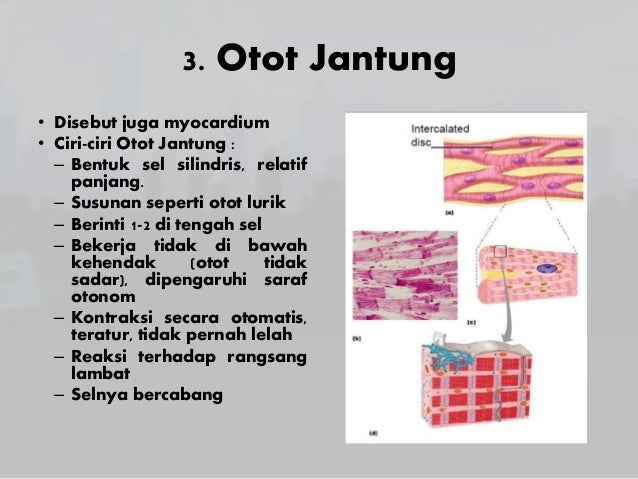 Otot Jantung Ciri Cirinya Otot Jantung Ciri Cirinya