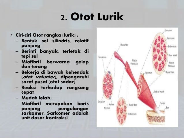Jaringan otot