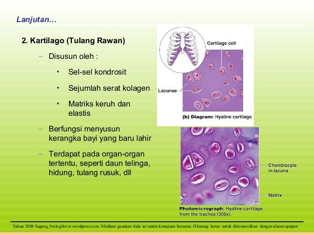  Jaringan  otot 1 