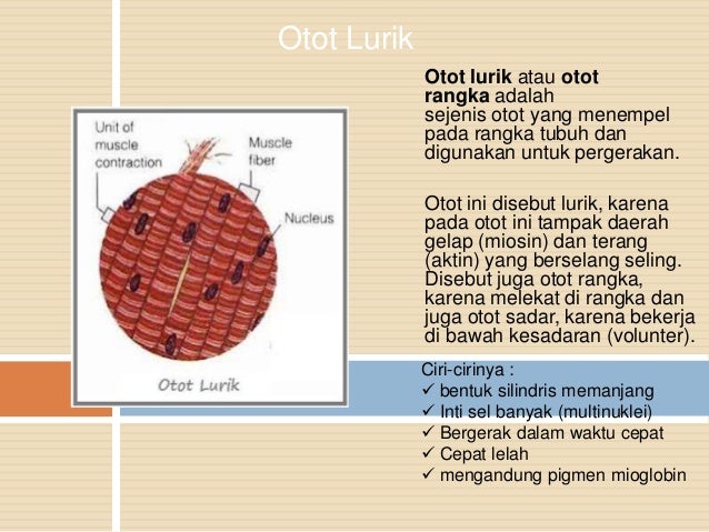 Jaringan otot 2