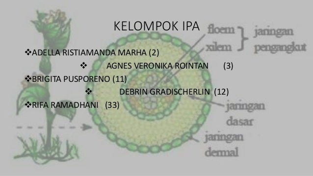 7 Fungsi Xilem Dan Floem Lengkap Beserta Unsur Dan Cirinya