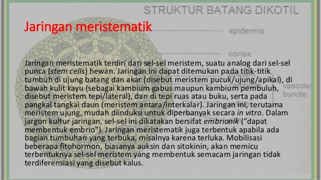 Jaringan Pada Hewan Dan Tumbuhan