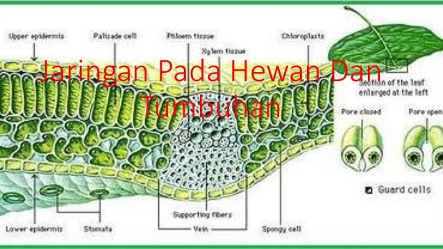  Jaringan  pada hewan  dan tumbuhan 